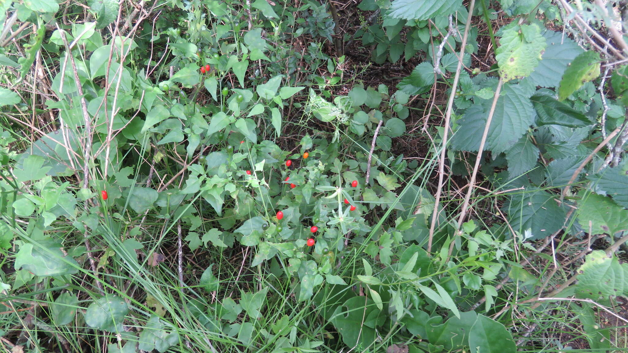 Image of Capsicum chacoense A. T. Hunziker