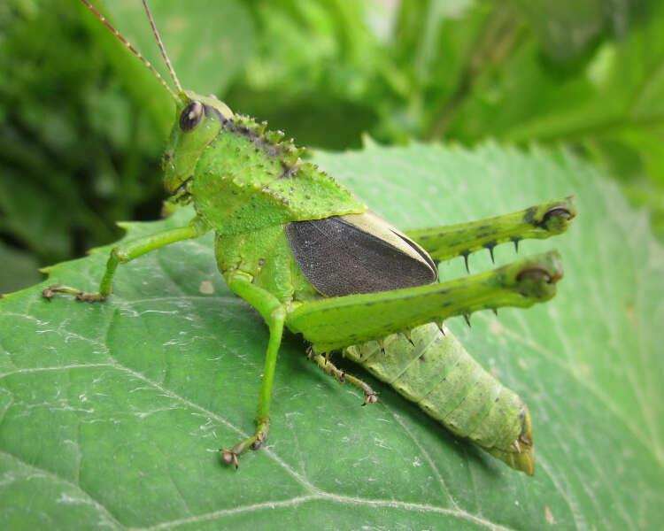 Image of Agriacris aequatoriana (Bolívar & I. 1909)