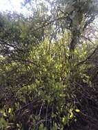 Image of Galápagos leatherleaf