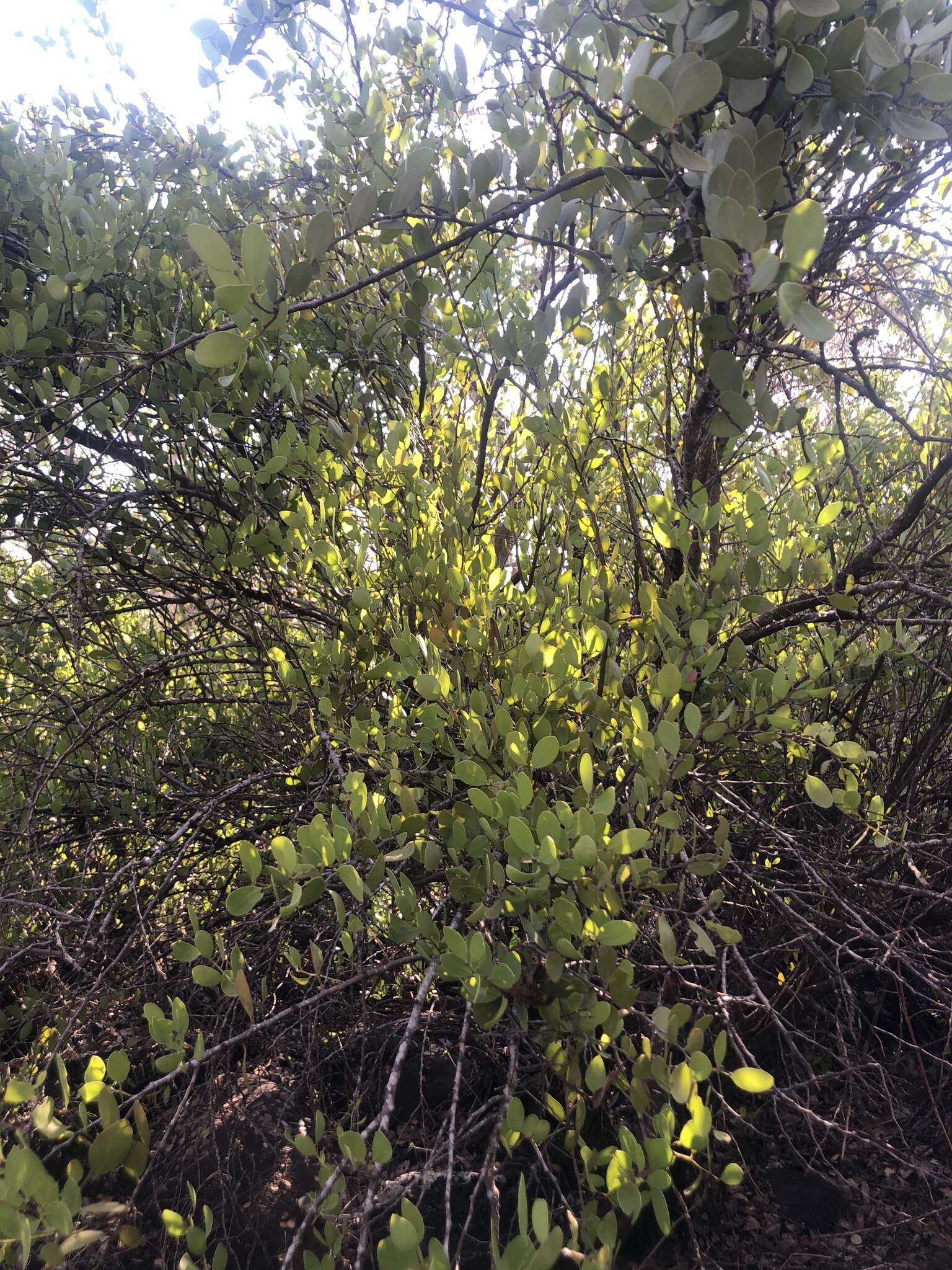 Image of Galápagos leatherleaf