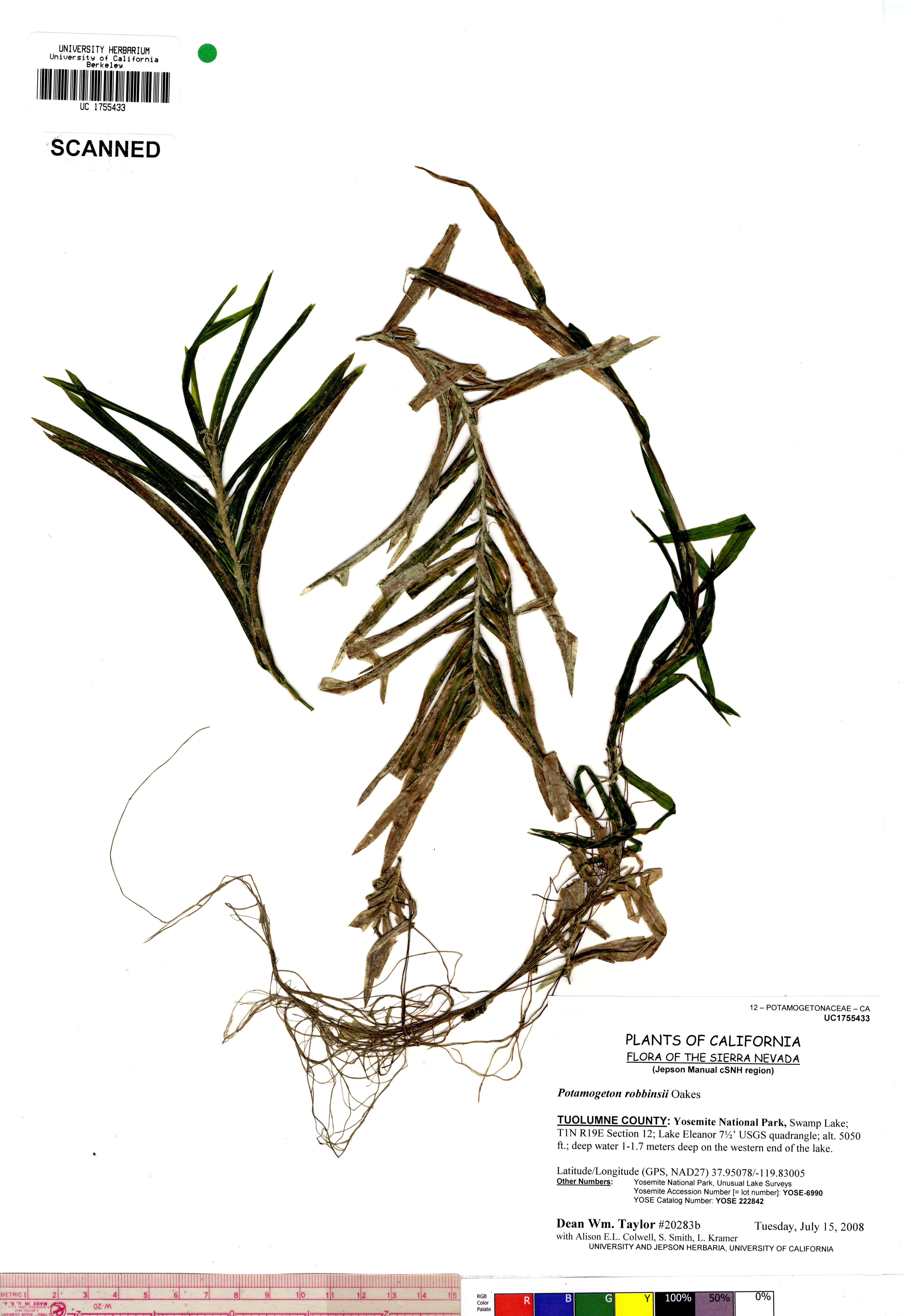 Image of Robbins' pondweed