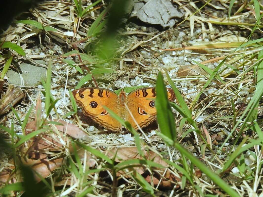 Image of Peacock Pansy