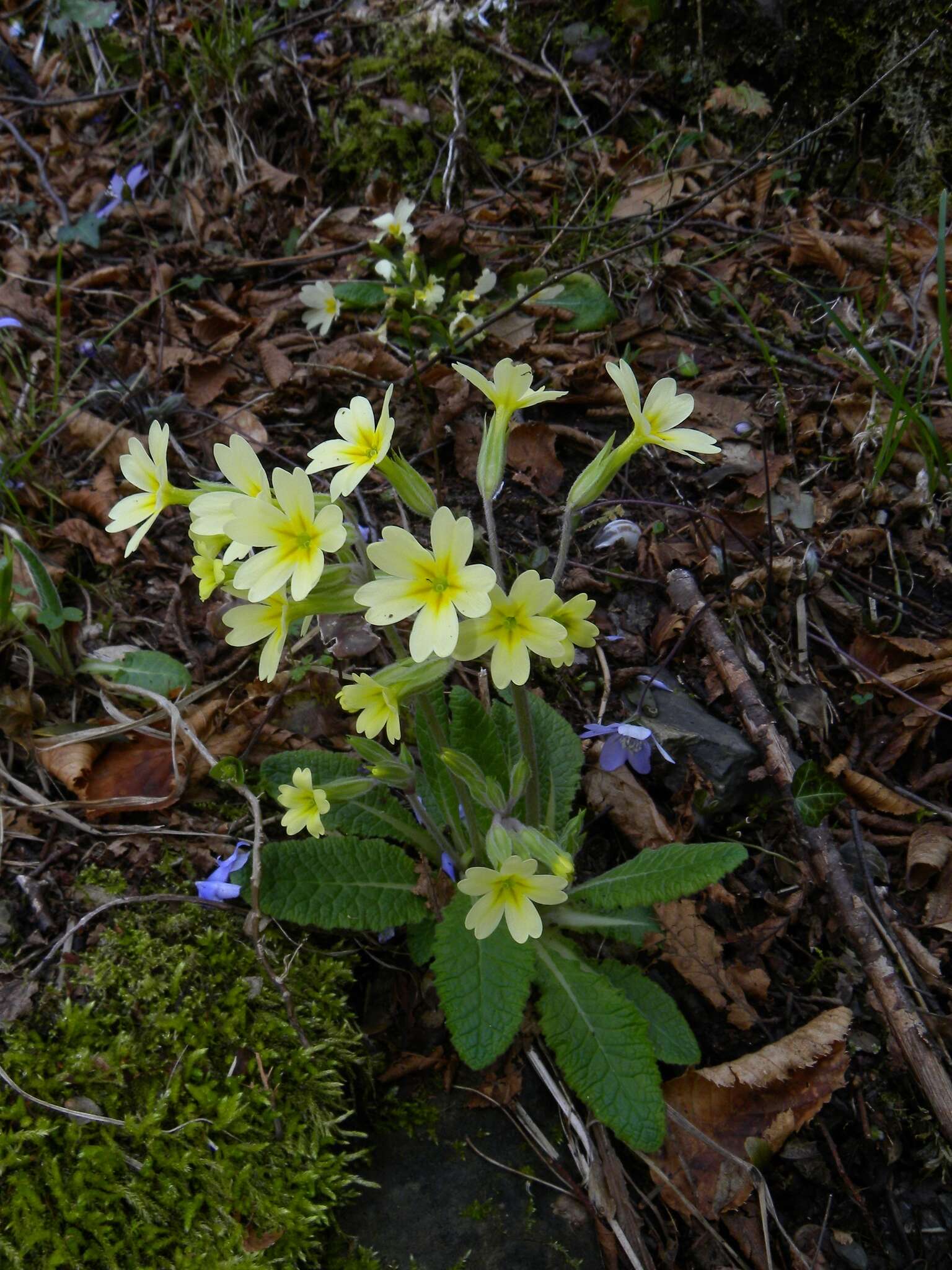 Plancia ëd Primula intricata Gren. & Godron