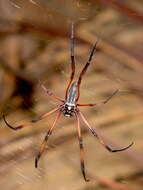 Image of Trichonephila inaurata (Walckenaer 1841)