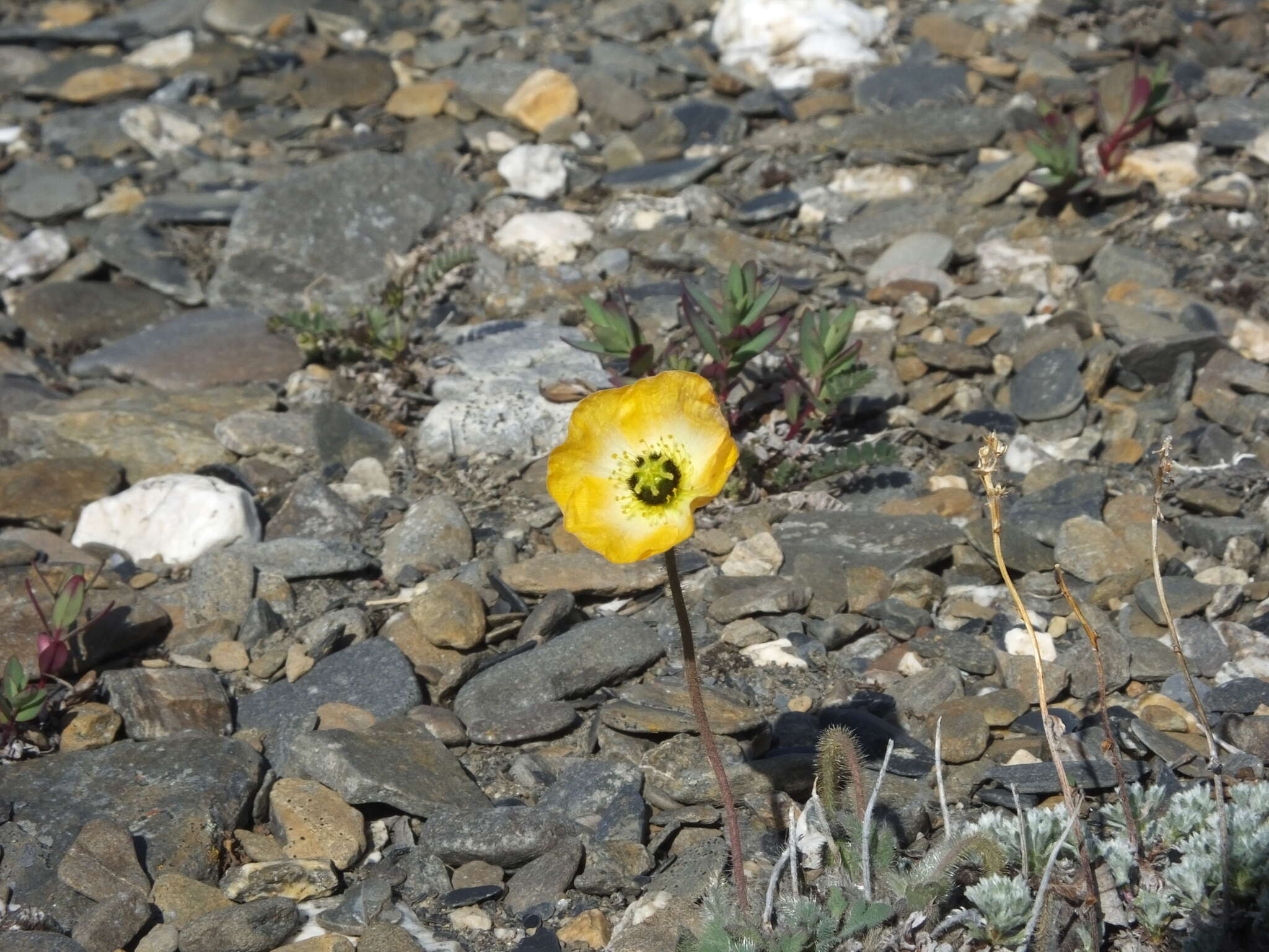 Image of Papaver calcareum V. V. Petrovskii