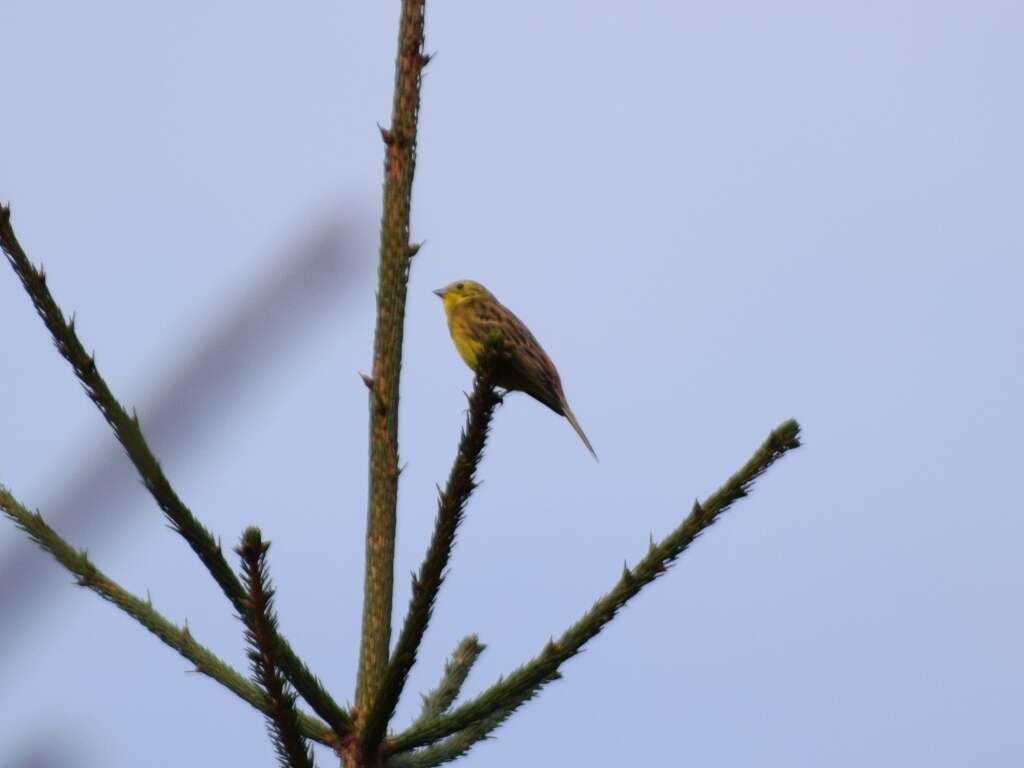 Image of Yellowhammer