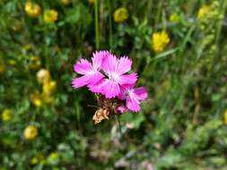 Image of carthusian pink