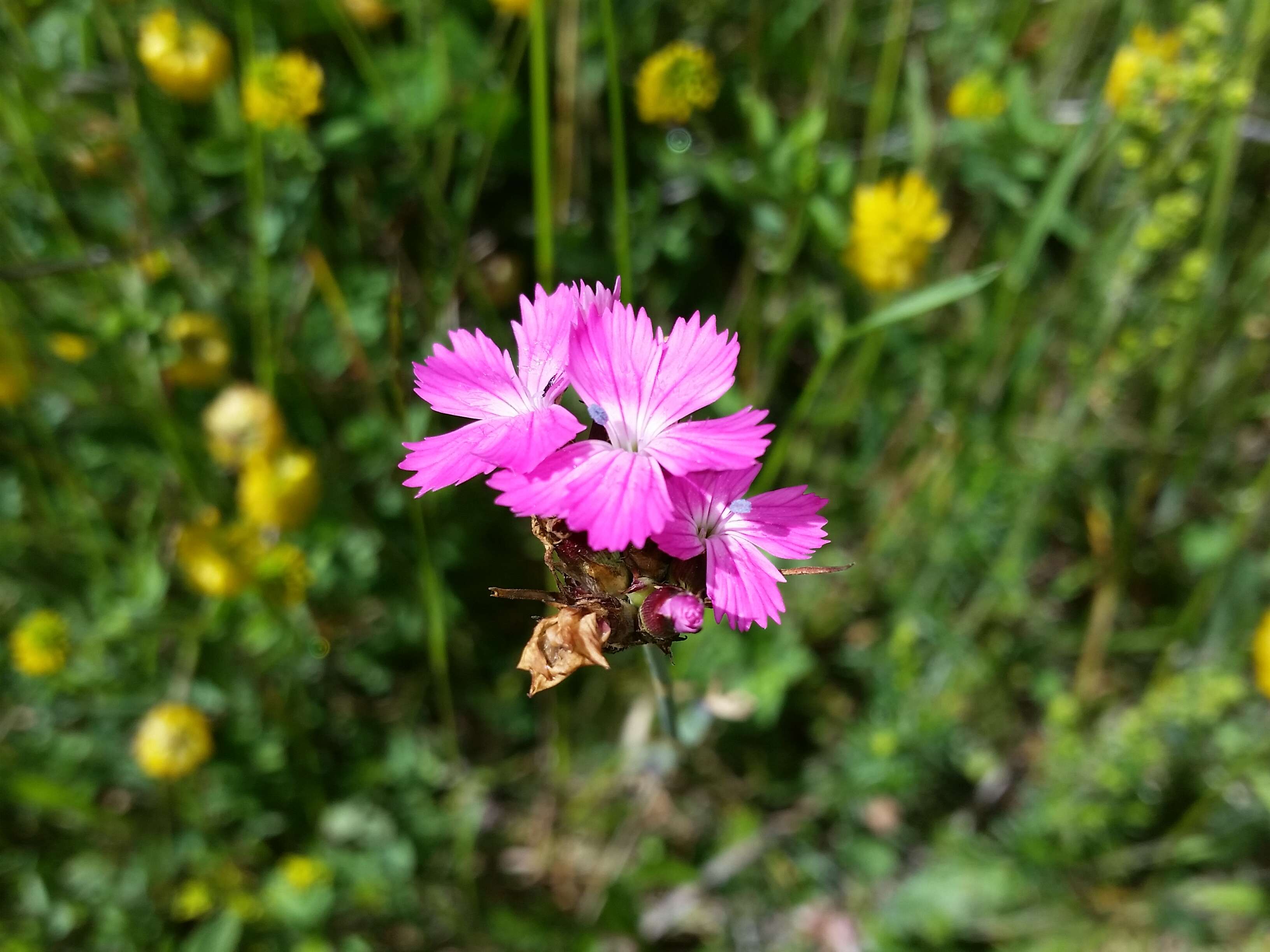 Image of carthusian pink