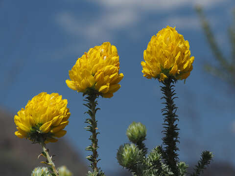 صورة Aspalathus quinquefolia L.