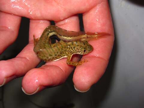 Image of Banded Newt