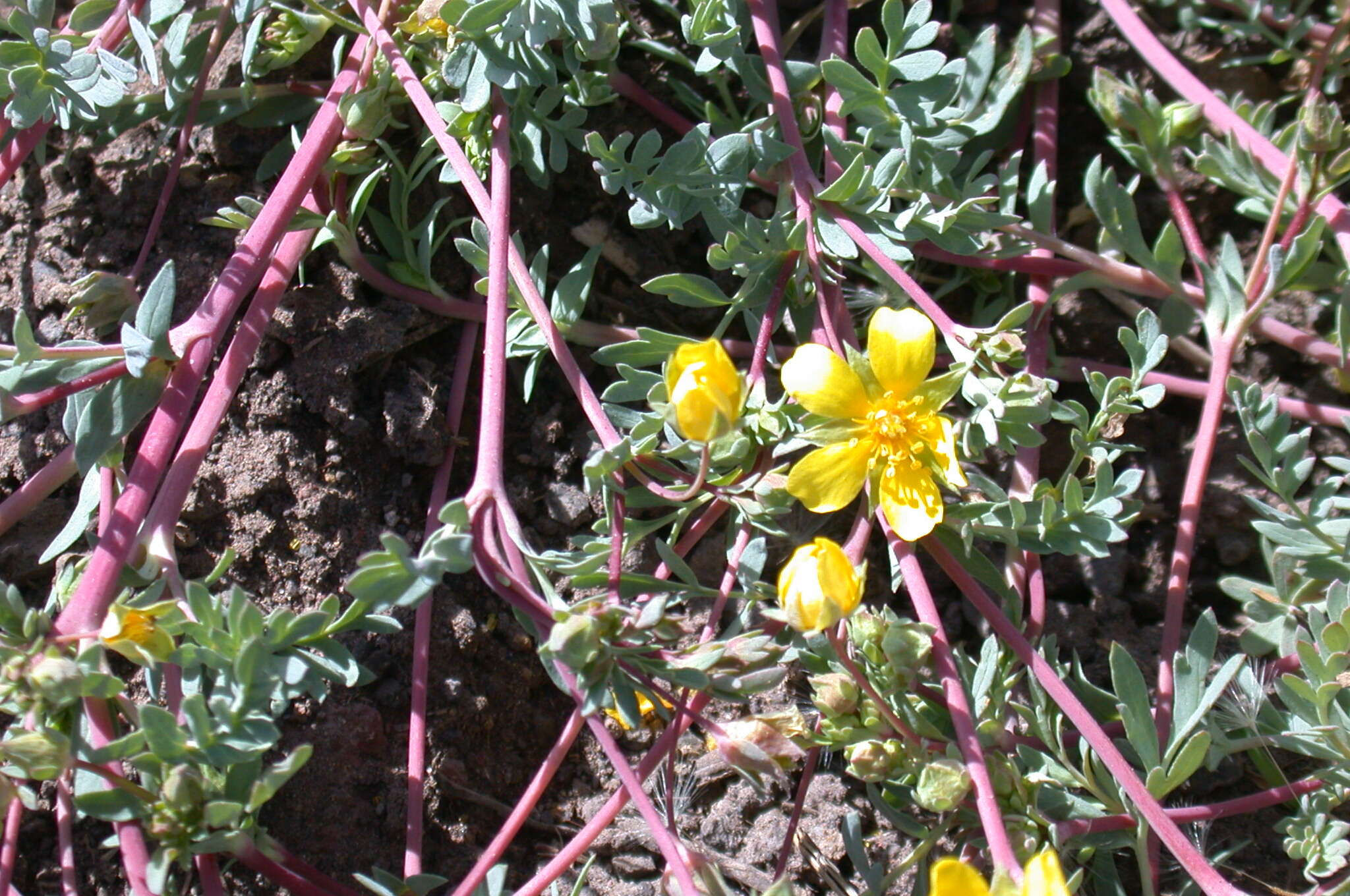 Image of Soldier Meadows Cinquefoil