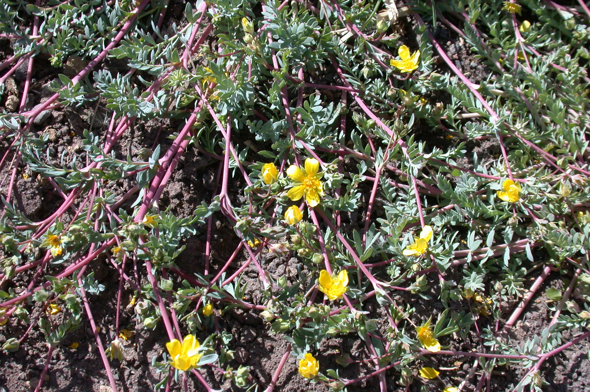 Image of Soldier Meadows Cinquefoil