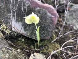 Image de Pterygodium platypetalum Lindl.