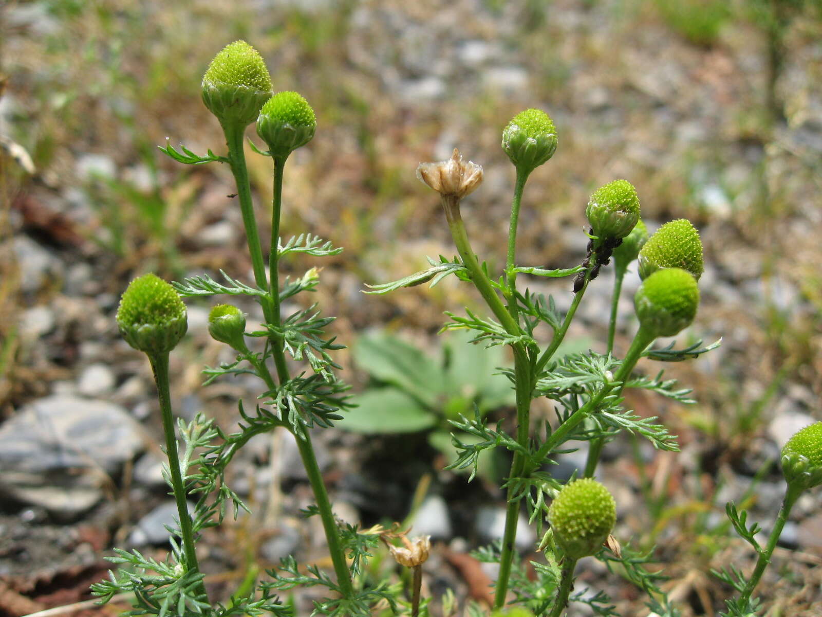 Слика од Matricaria discoidea DC.