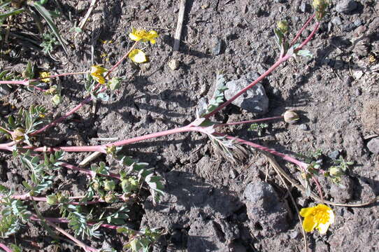 Image of Soldier Meadows Cinquefoil