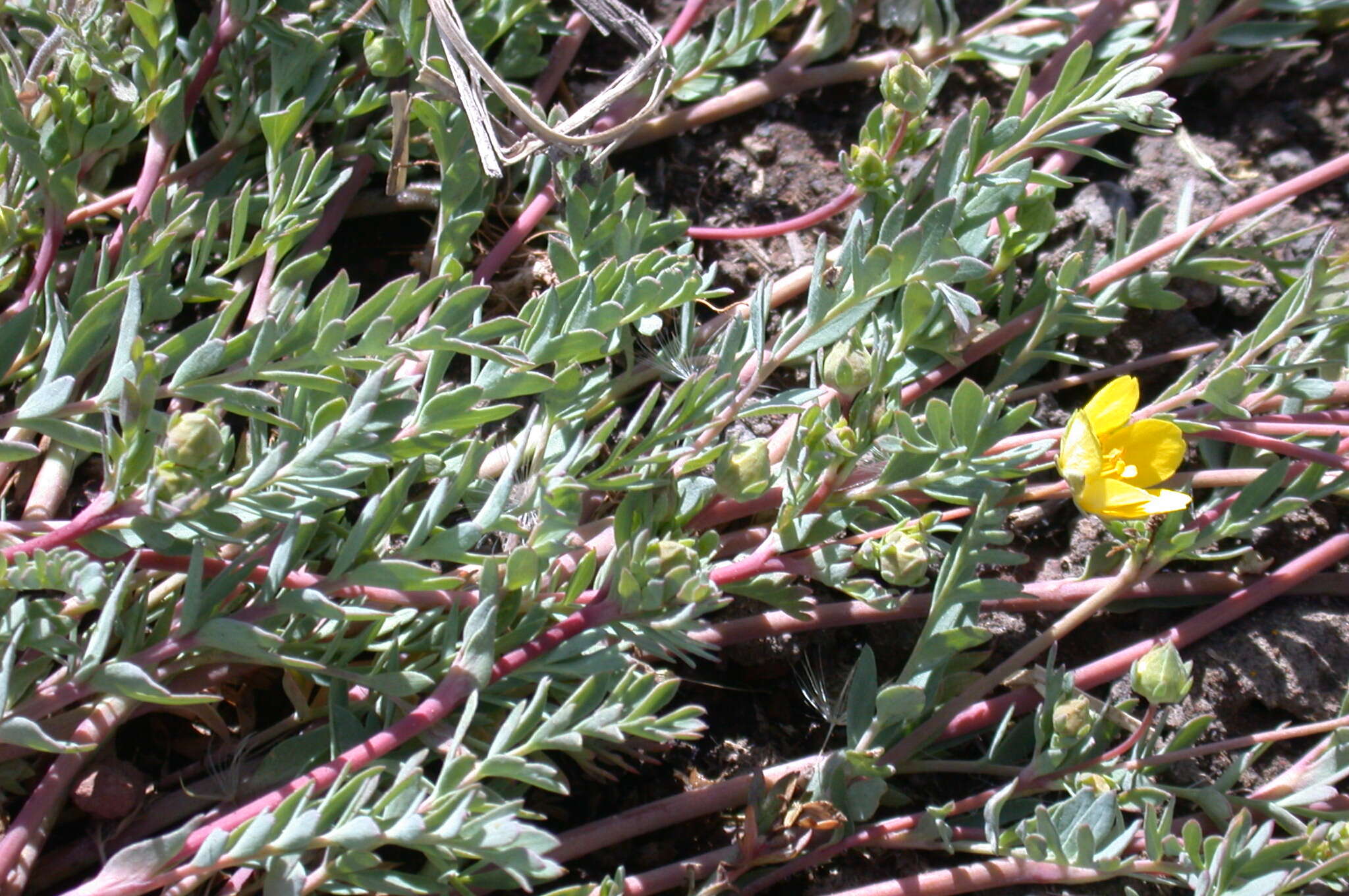 Image of Soldier Meadows Cinquefoil