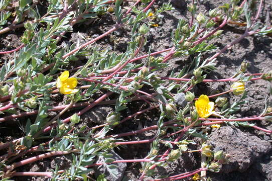 Image of Soldier Meadows Cinquefoil