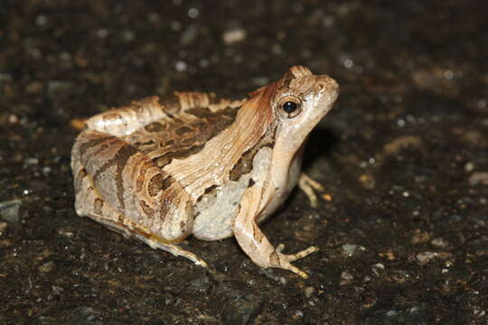 Image of Beautiful Pygmy Frog