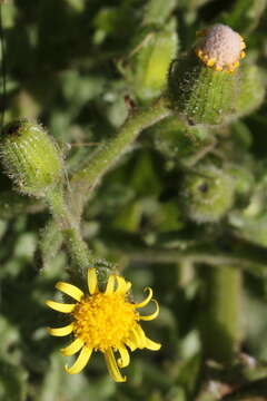 Image of sticky groundsel