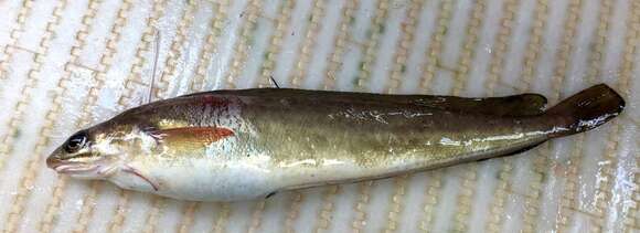 Image of Red hake