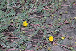 Image of Soldier Meadows Cinquefoil