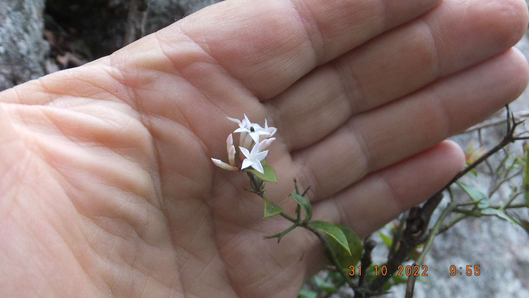 Imagem de Carissa bispinosa (L.) Desf. ex Brenan