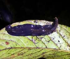 Image of Geoplana (Geoplana) multipunctata (Fuhrmann 1912)