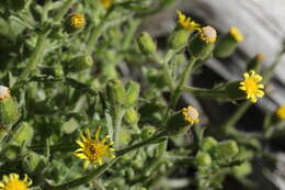 Image of sticky groundsel