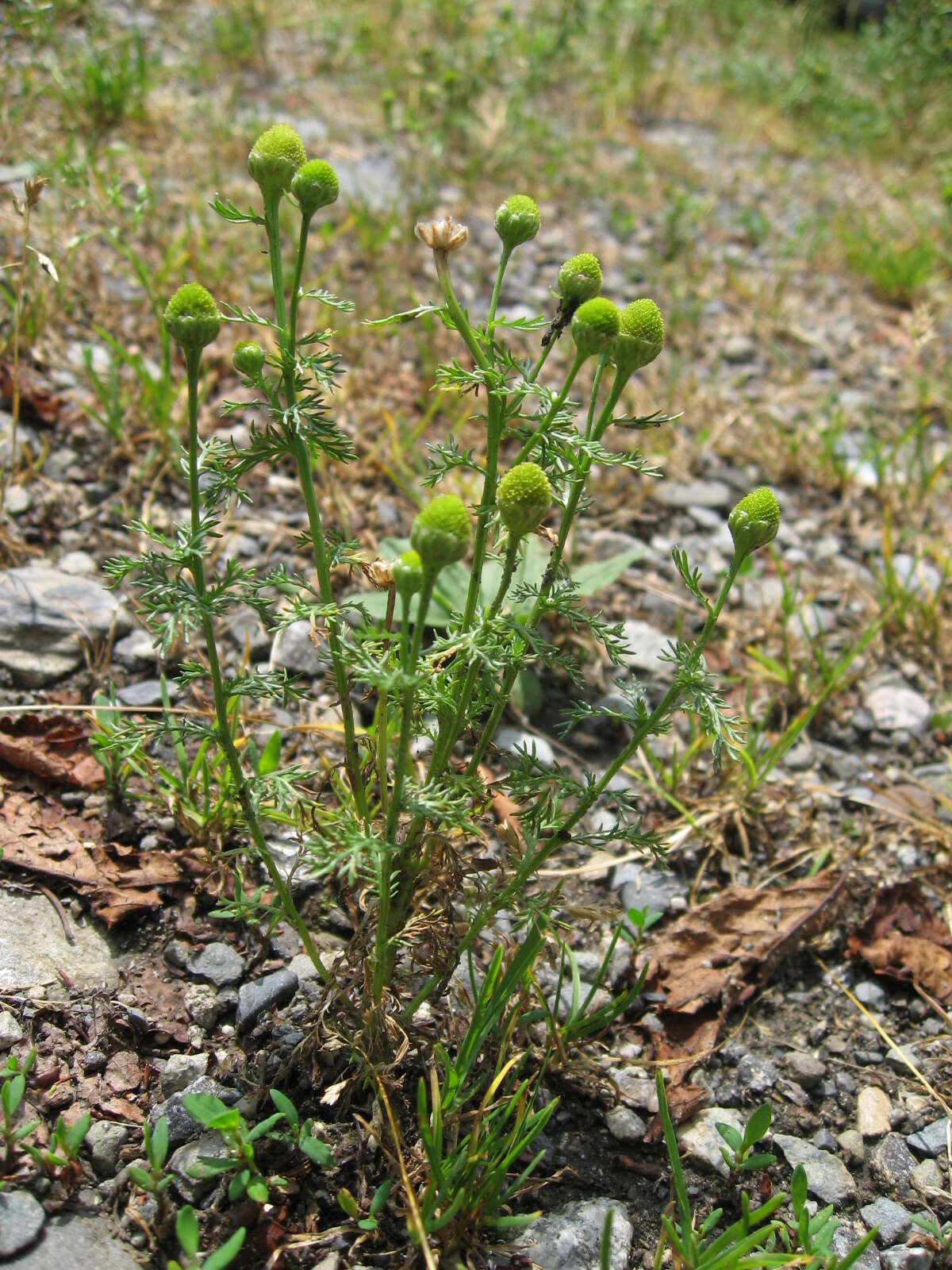 Image of disc mayweed