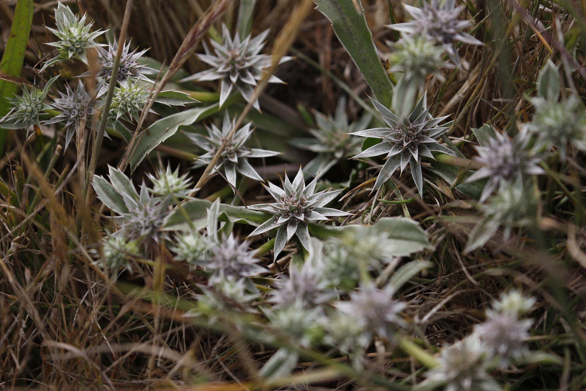 Image of coastal eryngo