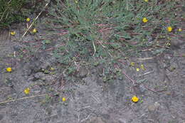 Image of Soldier Meadows Cinquefoil