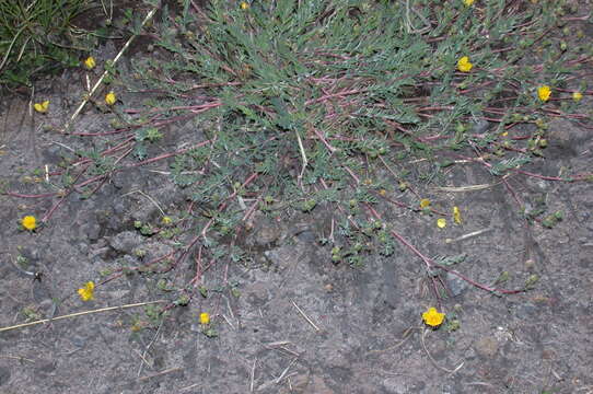 Image of Soldier Meadows Cinquefoil