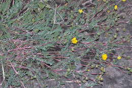 Image of Soldier Meadows Cinquefoil