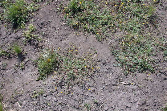 Image of Soldier Meadows Cinquefoil