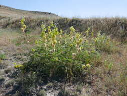 Image of Astragalus alopecuroides L.