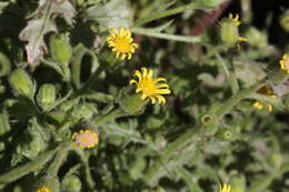 Senecio viscosus L. resmi