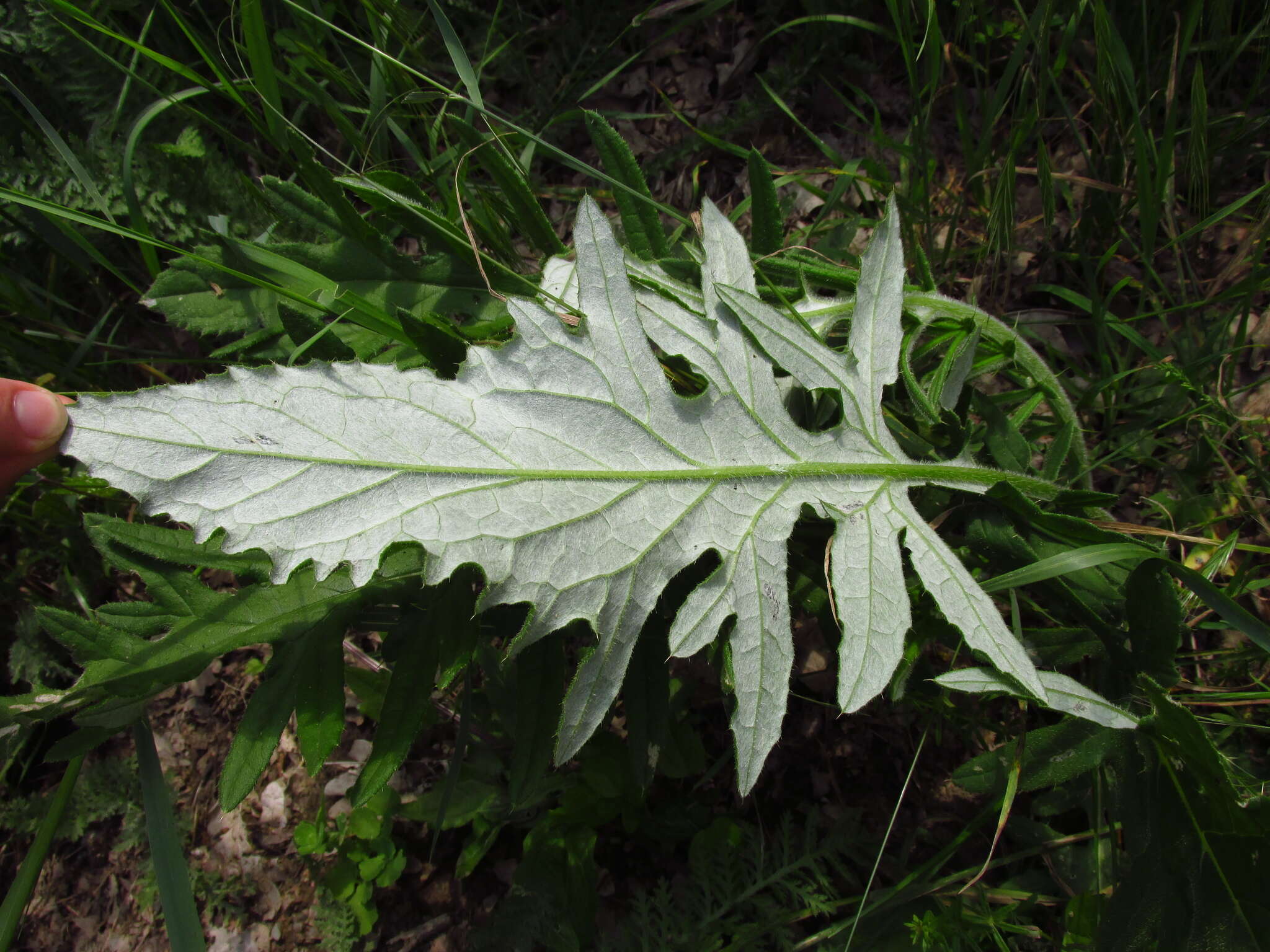 Слика од Cirsium ciliatum (Murray) Moench