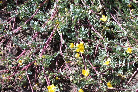 Image of Soldier Meadows Cinquefoil