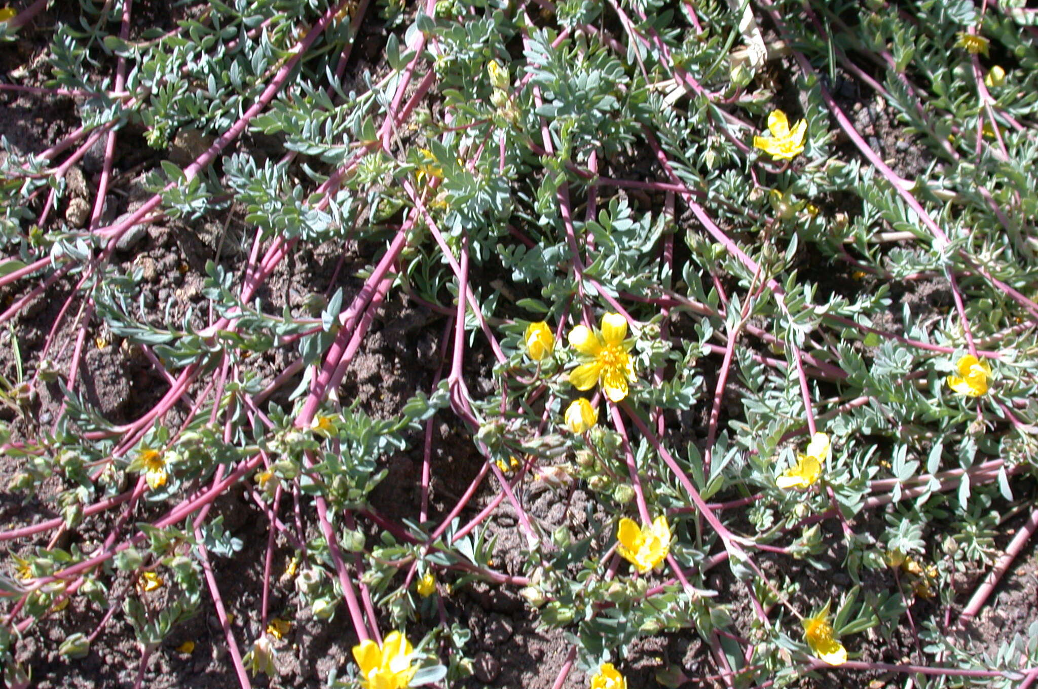 Image of Soldier Meadows Cinquefoil