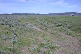 Image of Soldier Meadows Cinquefoil