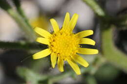 Image of sticky groundsel