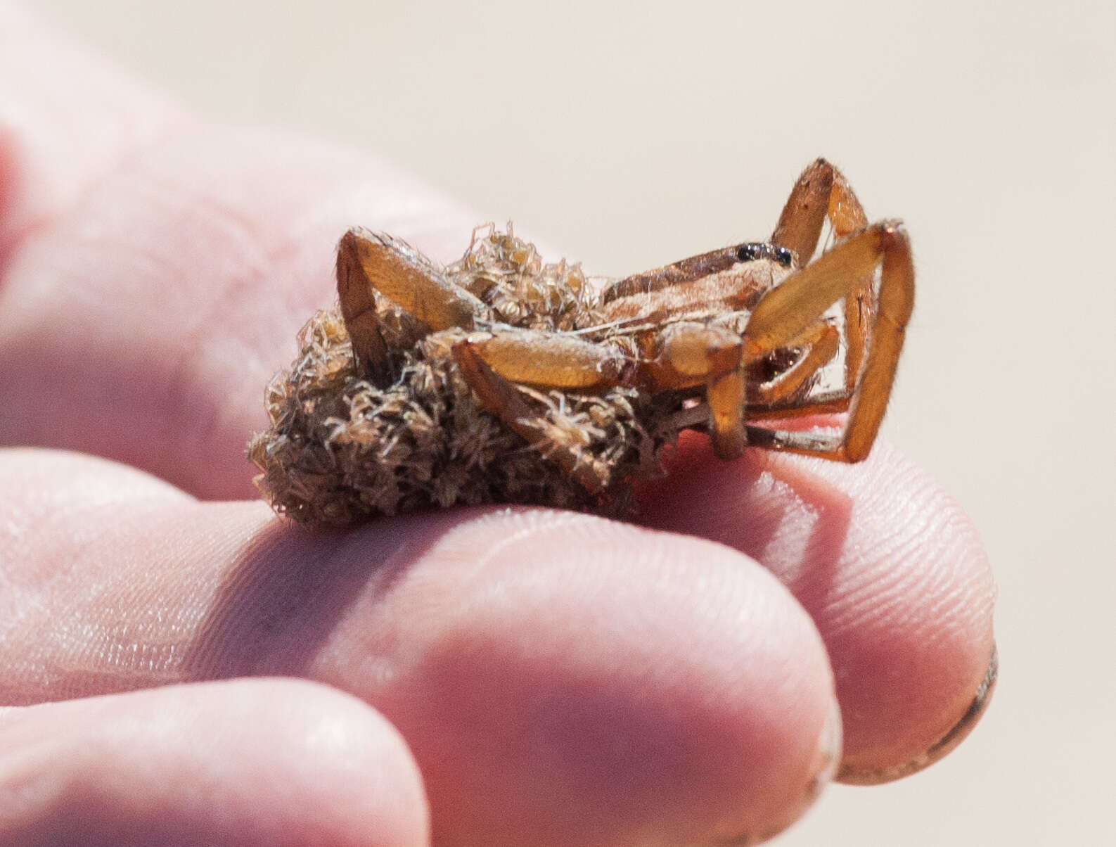 Image of Rabid Wolf Spider