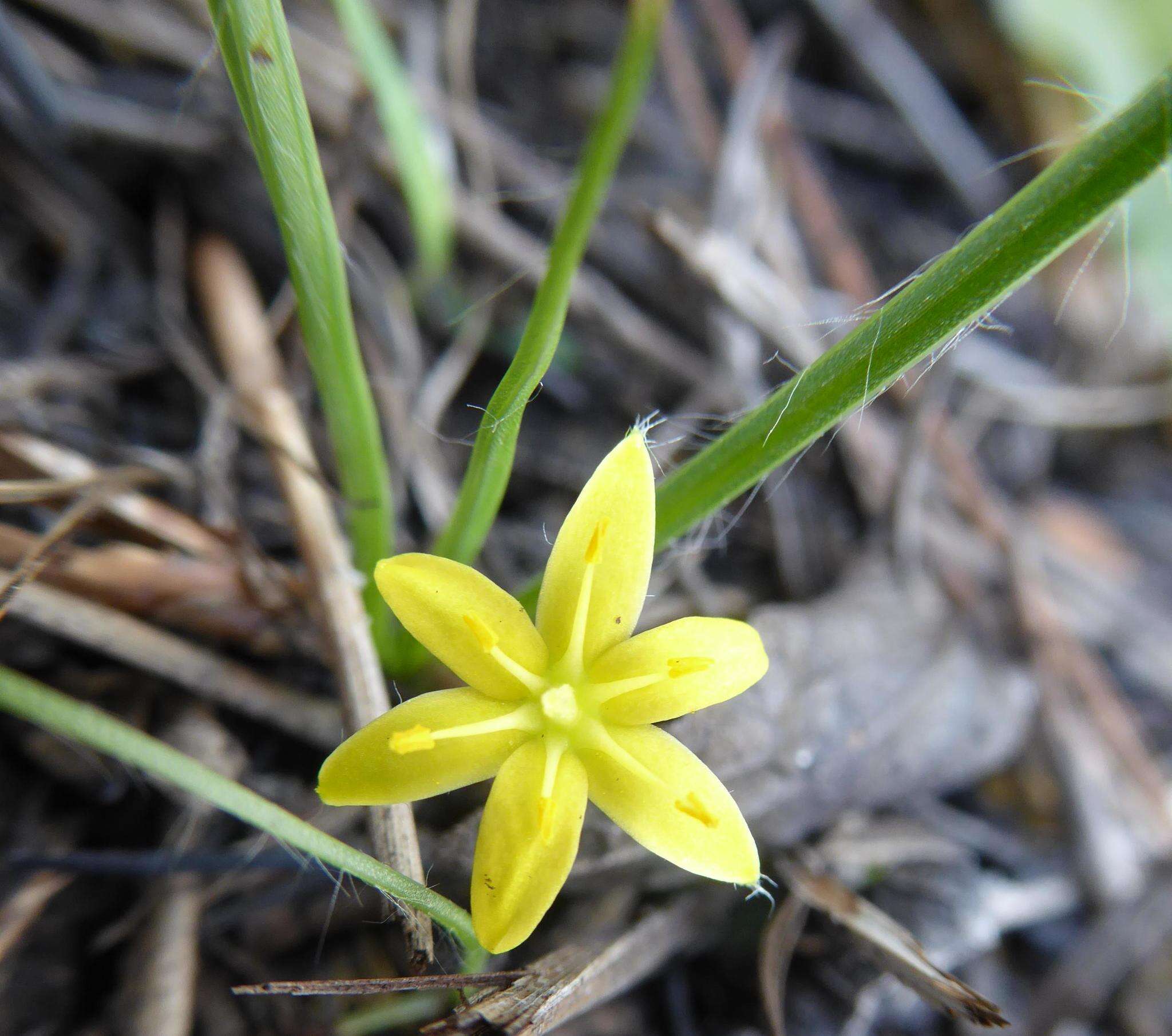 Image of Bristle-Seed Yellow Star-Grass