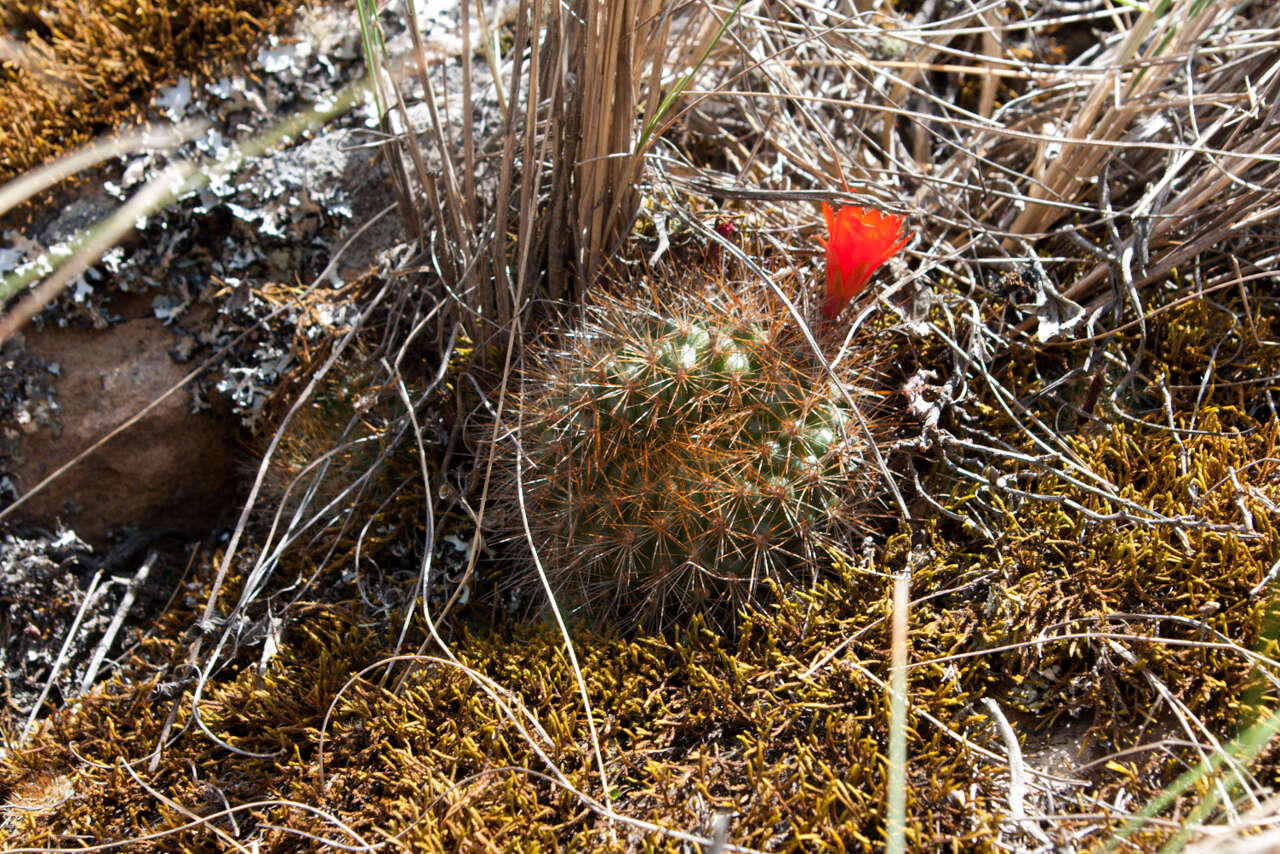 Image of Aylostera fiebrigii