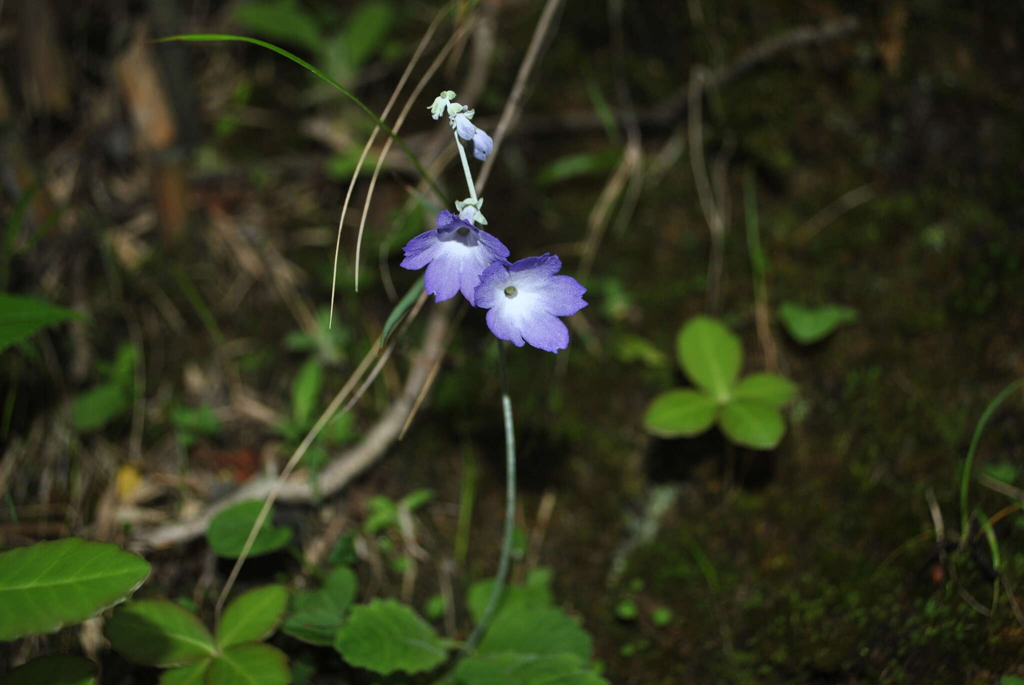 Image of Primula spicata Franch.