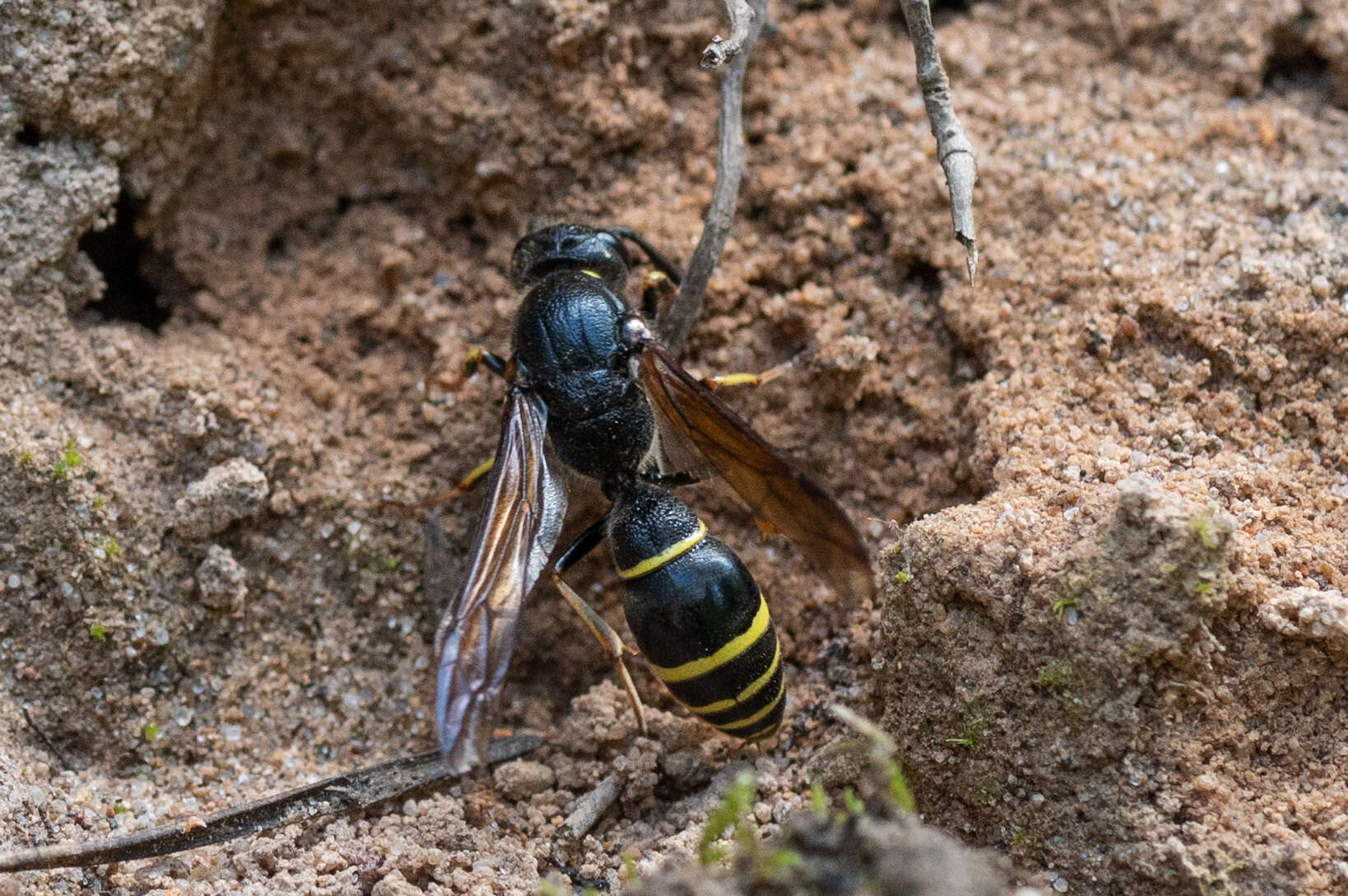 Sivun Symmorphus murarius (Linnaeus 1758) kuva