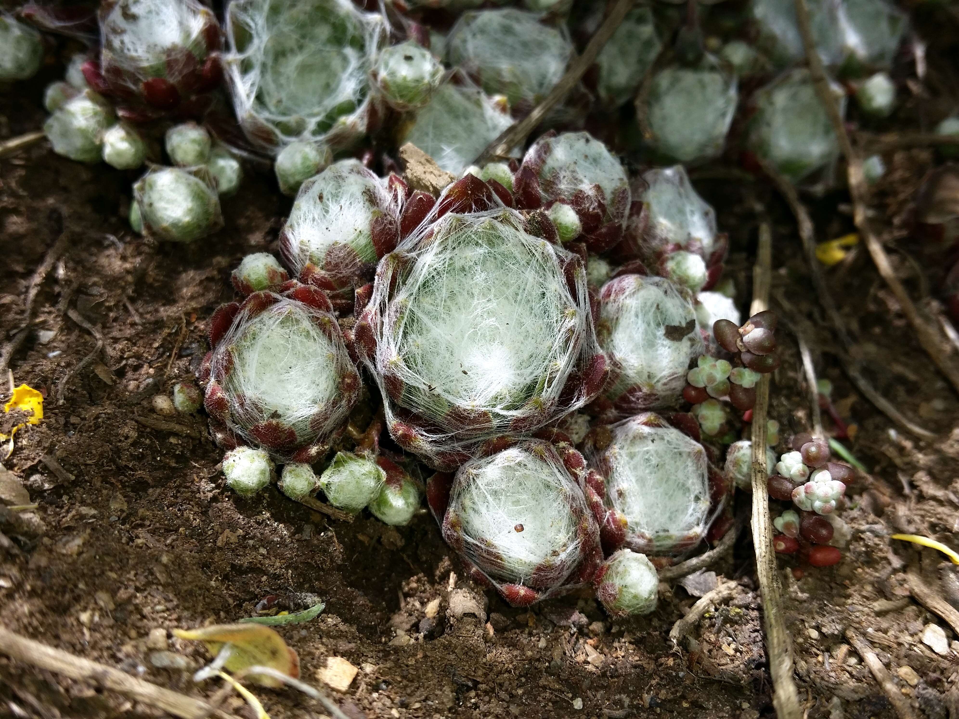 Image of Cobweb Houseleek