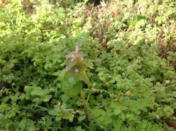 Image of purple deadnettle