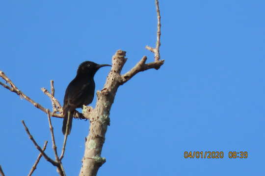 Image of Copper-throated Sunbird