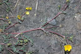 Image of Soldier Meadows Cinquefoil